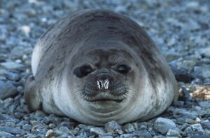 Sealion